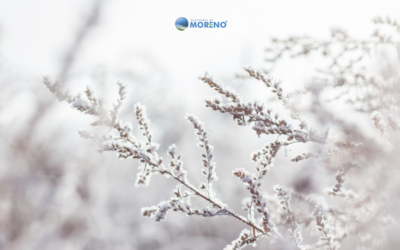 Protegiendo tus Plantas del Frío: Consejos para el Inicio del Invierno