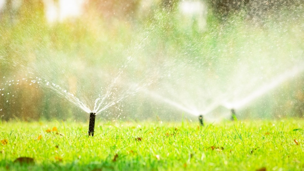 cuánto-tiempo-regar-el-césped-en-verano cuánto tiempo regar el césped en verano