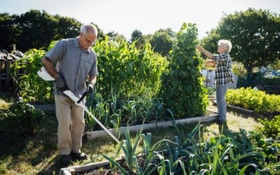 Cuidados del Jardín en Verano: Consejos para Mantenerlo Saludable